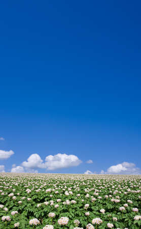 Potato field の写真素材