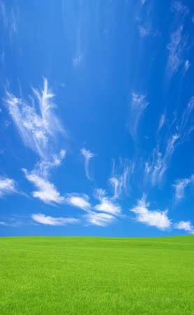 Green grass and sky の写真素材