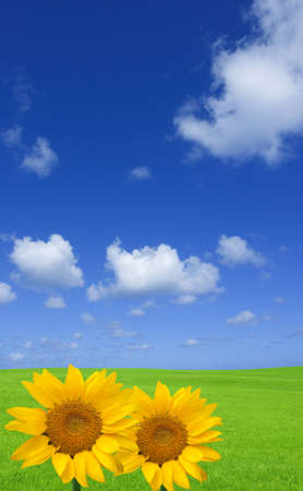 Sunflower and green field.の写真素材