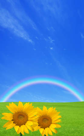 Sunflower and green field.の写真素材