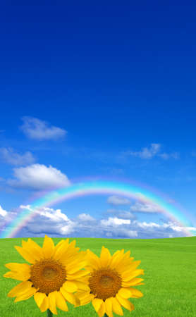 Sunflower and green field.