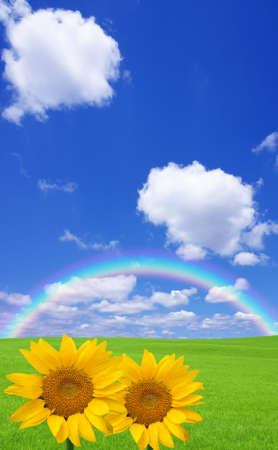 Sunflower and green field.の写真素材
