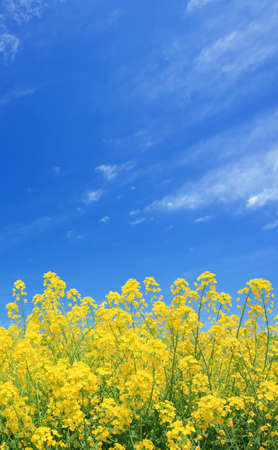 Rapeseed fieldの写真素材
