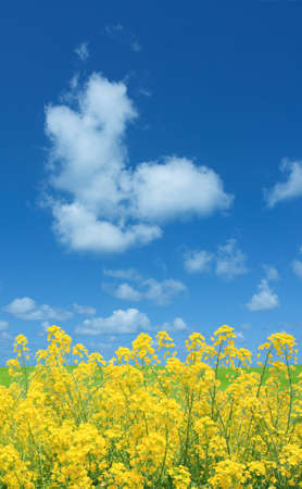 Rapeseed fieldの写真素材