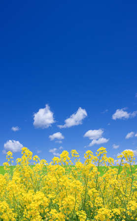 Rapeseed fieldの写真素材