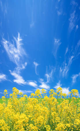 Rapeseed fieldの写真素材