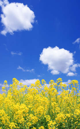 Rapeseed fieldの写真素材