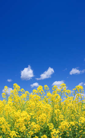 Rapeseed fieldの写真素材