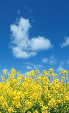 Rapeseed fieldの写真素材