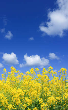 Rapeseed fieldの写真素材
