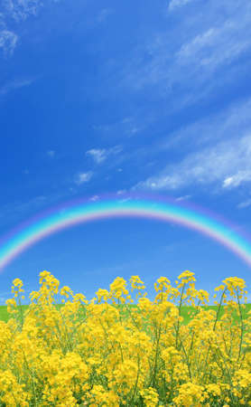Rapeseed field and rainbowの写真素材