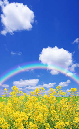 Rapeseed field and rainbowの写真素材