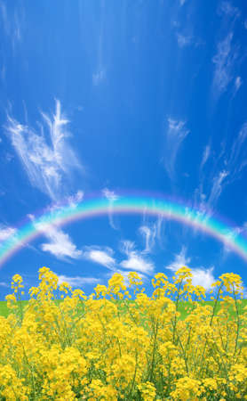 Rapeseed field and rainbowの写真素材