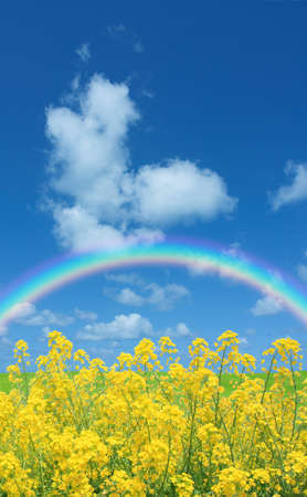 Rapeseed field and rainbowの写真素材