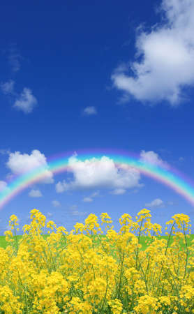 Rapeseed field and rainbowの写真素材