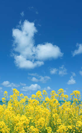 Rapeseed fieldの写真素材