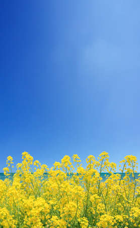 Rapeseed fieldの写真素材