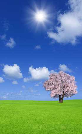 Sakura tree on the green hill.の写真素材
