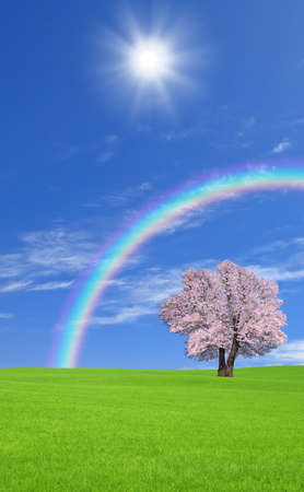 Sakura tree on the green hill.の写真素材