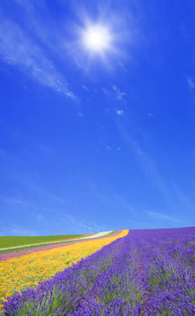 Flower field and sunの写真素材