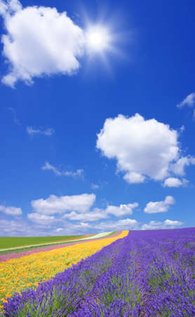 Flower field and sunの写真素材