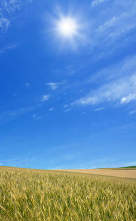 Golden wheat field with blue sky in background の写真素材