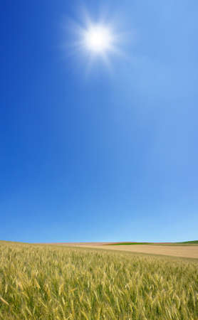Golden wheat field with blue sky in background の写真素材