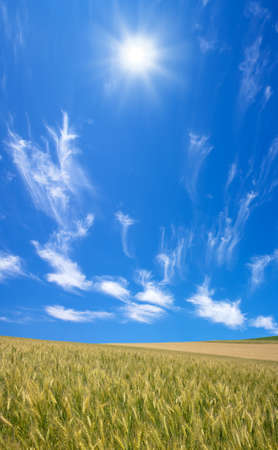 Golden wheat field with blue sky in background の写真素材