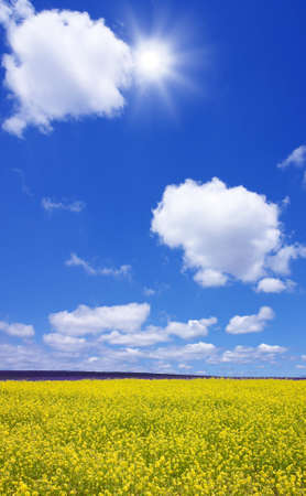 Rapeseed field の写真素材