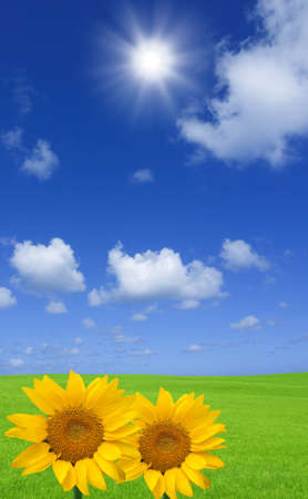 Green grass and  sunflower の写真素材