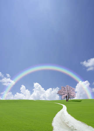 White road to cherry tree with rainbowの写真素材
