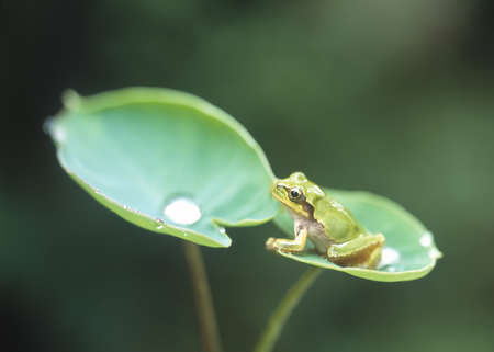 Frogの写真素材