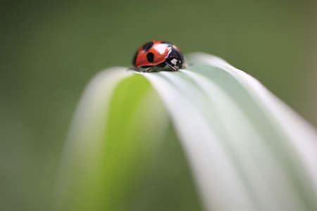 Ladybug