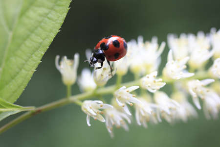 Ladybug の写真素材
