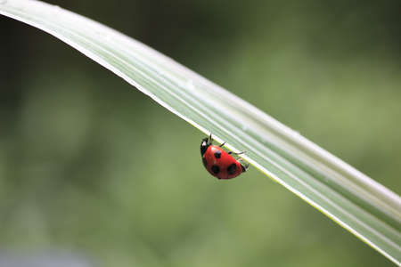 Ladybug の写真素材