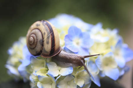 Snailの写真素材