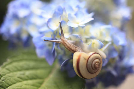 Snailの写真素材