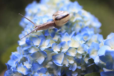 Snailの写真素材