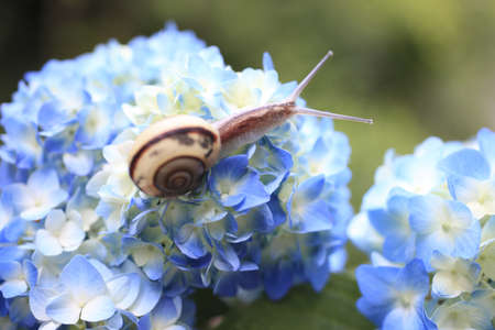 Snailの写真素材