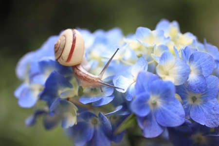 Snailの写真素材