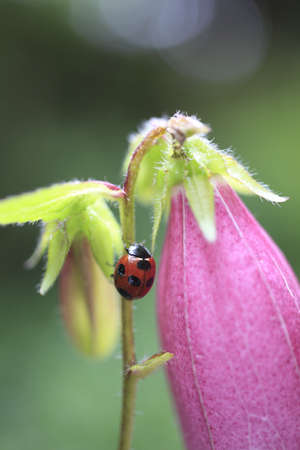 Ladybug の写真素材