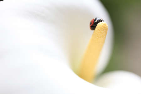 Ladybug の写真素材