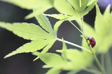 Ladybug の写真素材
