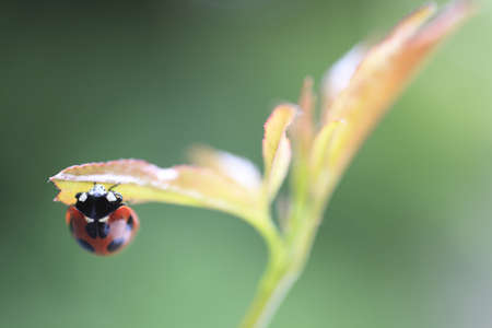 Ladybug の写真素材