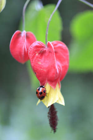 Ladybug の写真素材