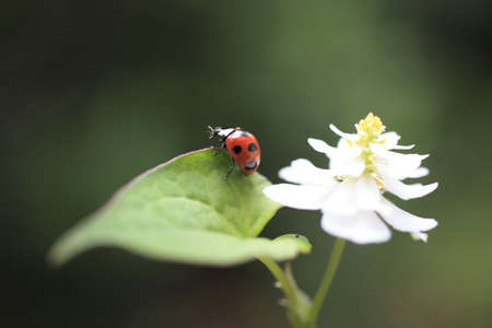 Ladybug の写真素材
