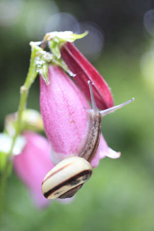Snailの写真素材