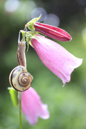 Snailの写真素材