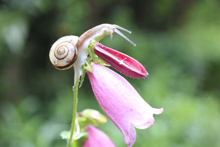 Snailの写真素材