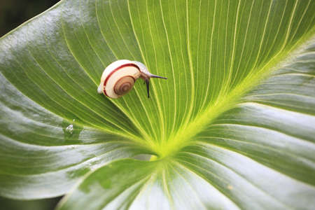 Snailの写真素材